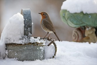 European Robin