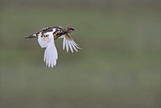 Icelandic rock ptarmigan