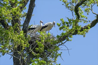 White storks