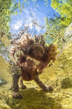 Underwater photo of a mountain stream in the Limestone Alps National Park with domestic dog Lagotto Romagnolo