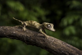 Leaf-tailed gecko of the genus