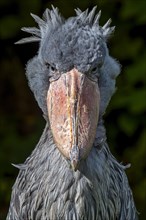 Close up portrait of shoebill