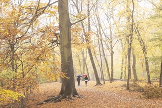 Two people with umbrellas walk with dogs through the Grunewald in Berlin