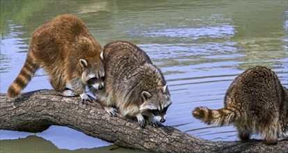 Three common raccoons