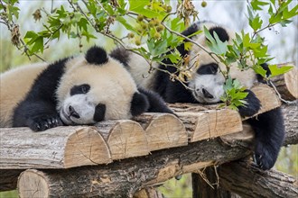 Two 10-months old giant pandas