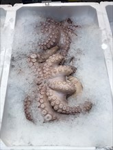 Display of fishery caught fish fresh fish squid octopus