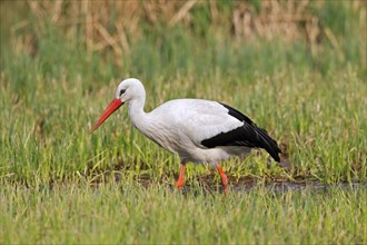 White Stork