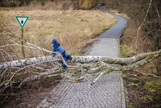 A boy climbs over a fallen tree lying across a path. Berlin