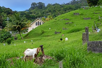 Goat grazing among graves in cemetery at the village Charlotteville