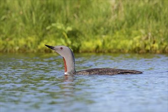 Red-throated loon