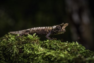 An earth chameleon of the genus