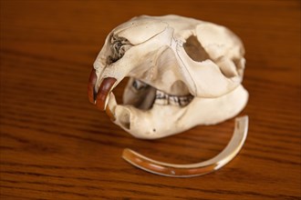 Beaver skull with regrowing teeth