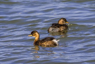 Two little grebes
