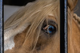 Blue eye of horse close-up behind the bars of his stall looking at the camera