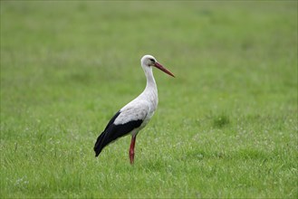 White stork