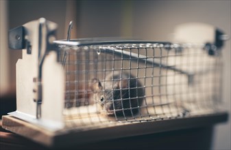 A mouse sits in a live trap for mice in Berlin. 18.04.2023.