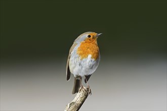 European robin