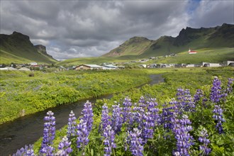 The village Vik i Myrdal and lupines in flower in summer