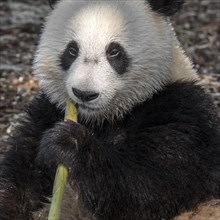 Young two year old giant panda