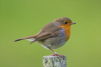 Ringed European robin
