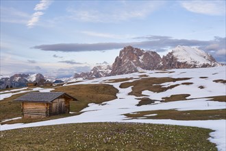 Crocus meadow in front of alpine hut