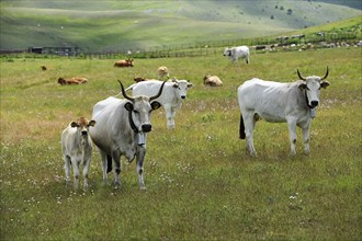 Herd of Abruzzese cattle on Campo Imperatore