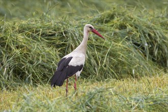 White stork