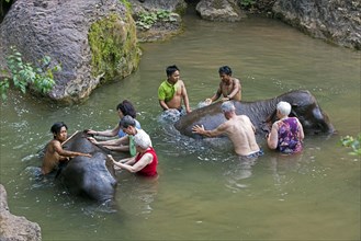 Tourists help washing Asian elephants
