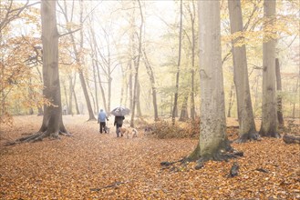 Two people with umbrellas walk with dogs through the Grunewald in Berlin