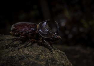 Rhinoceros beetles in the rainforests of north-eastern Madagascar