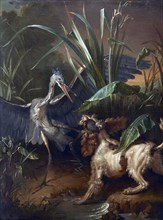 Water spaniel fighting a heron