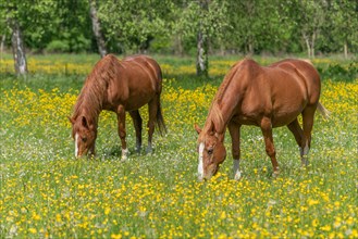 Two horses in a green pasture filled with yellow buttercups. Bas-Rhin