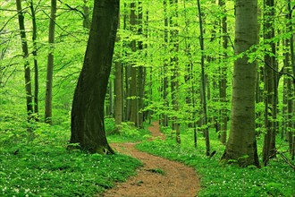 Hiking trail winds through near-natural beech forest in spring