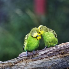 Two budgies