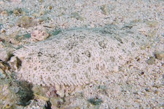 Well camouflaged finless sole