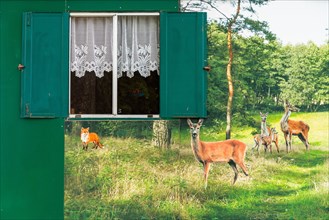 Caravan in an old construction trailer with painting of red deer