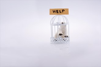 Polar bear captive in cage on white background