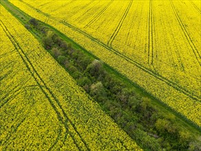 Aerial photograph of a rape field with row of trees and bushes in the afternoon