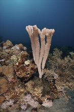 Colony siphon sponge