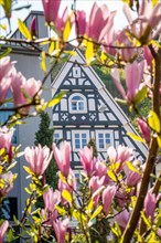 Half-timbered house embraced by spring blossoms of a tree