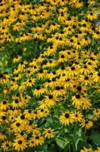 View over a bed full of yellow flowering coneflowers