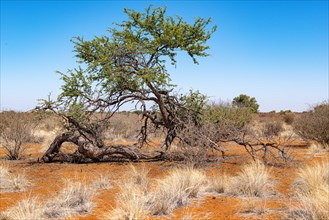 Kalahari Anib Lodge