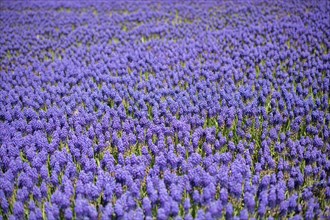 Blooming flowers make a floral background texture