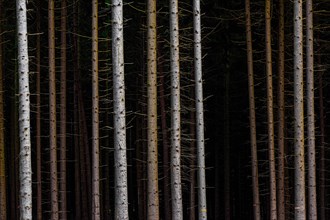 Trees in front of dark forest
