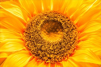 Close-up of an artificial sunflower