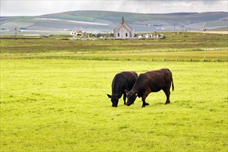 Black Angus cattle grazing in a meadow