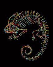 Vector skeleton of a chameleon in colors over black