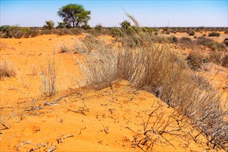 Kalahari Anib Lodge