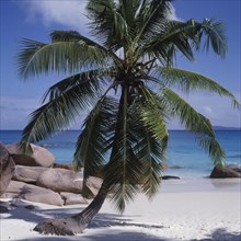 Einzelne Palme auf einem weissen Sandstrand vor dem blauen Meer