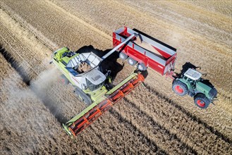 Grain harvest is about to be completed. Spelt is threshed in the Swabian Alb near Amstetten. Claas combine harvester Lexion 770. 11.08.2022: Germany